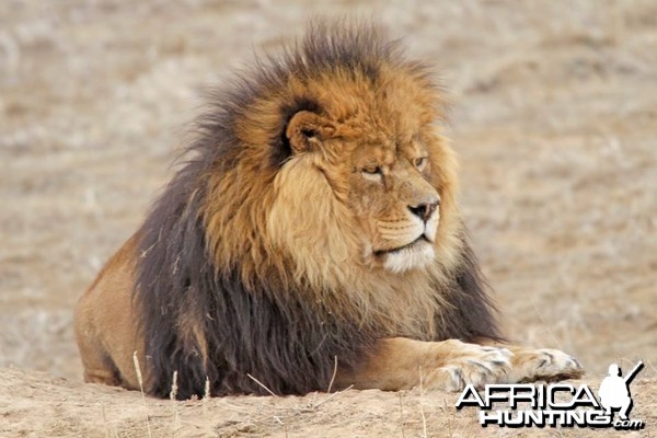 Masai, a rescued lion