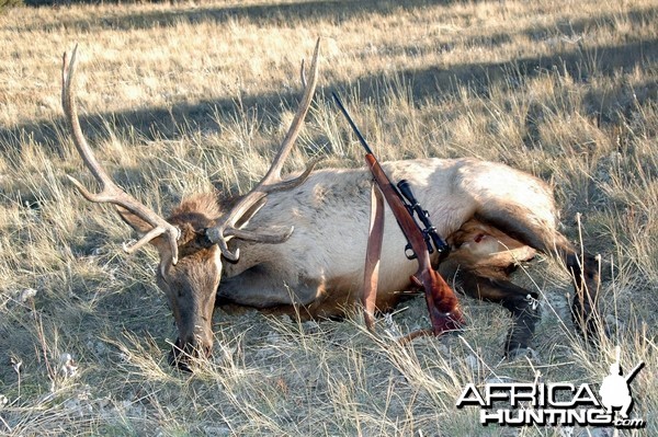 My 2013 Bull Elk and my .300 Weatherby