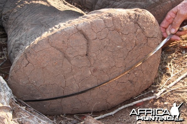 Elephant foot