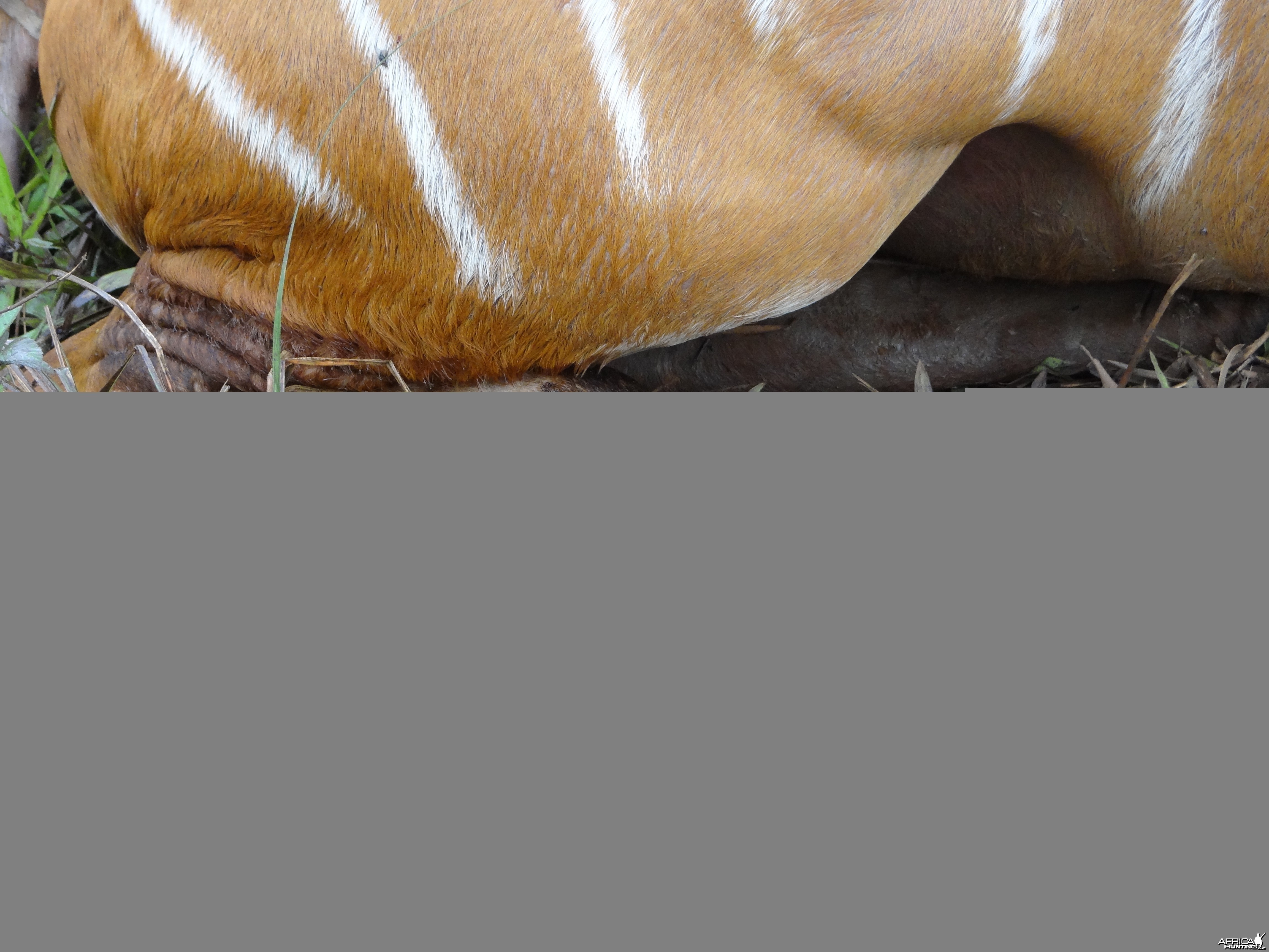 Bongo Hoof