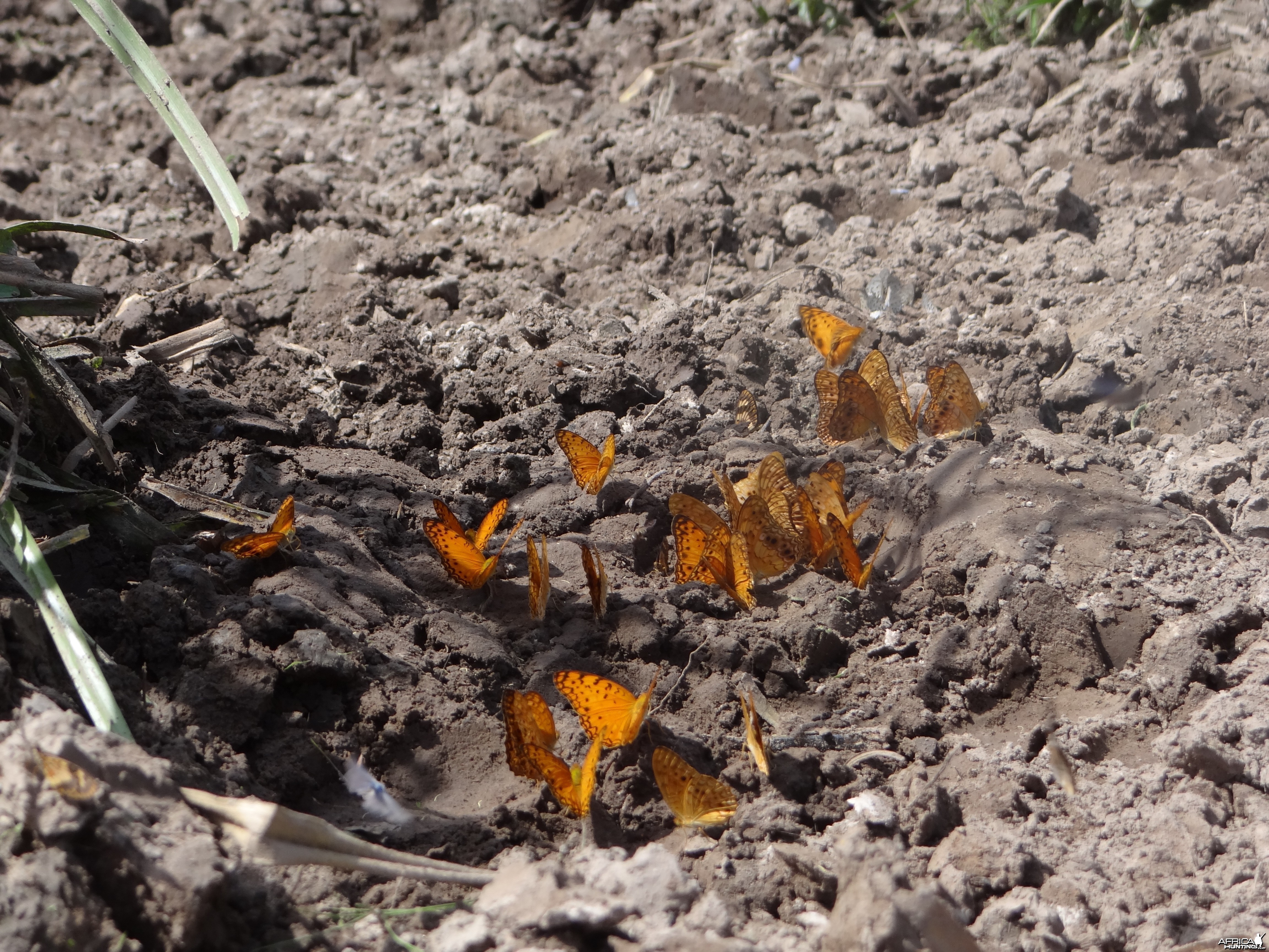 Butterflies