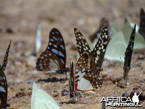 Butterflies