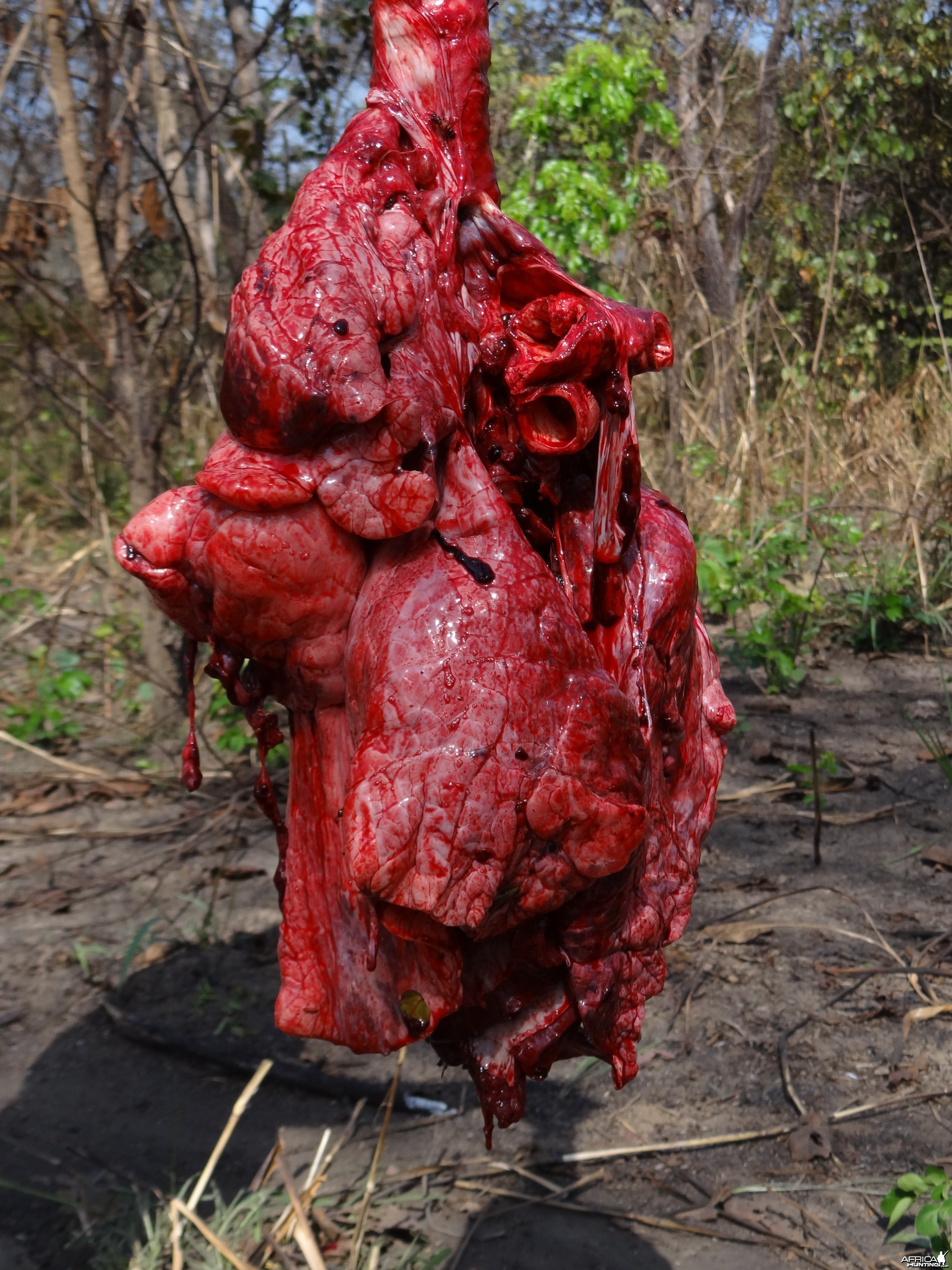 Buffalo vital organs
