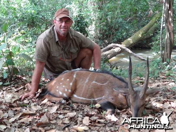 Harnessed Bushbuck