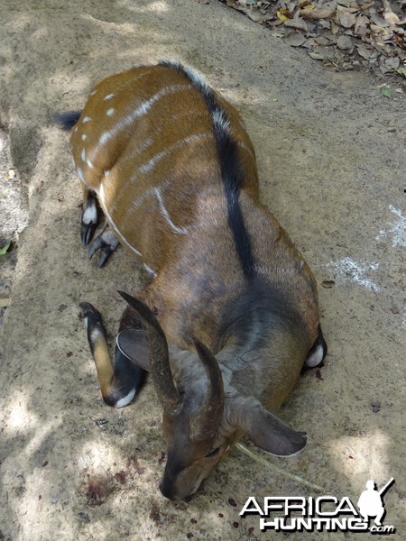 Harnessed Bushbuck