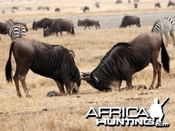 Blue Wildebeest fighting