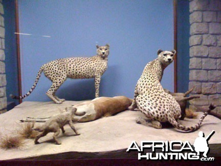 Taxidermy Cheetah