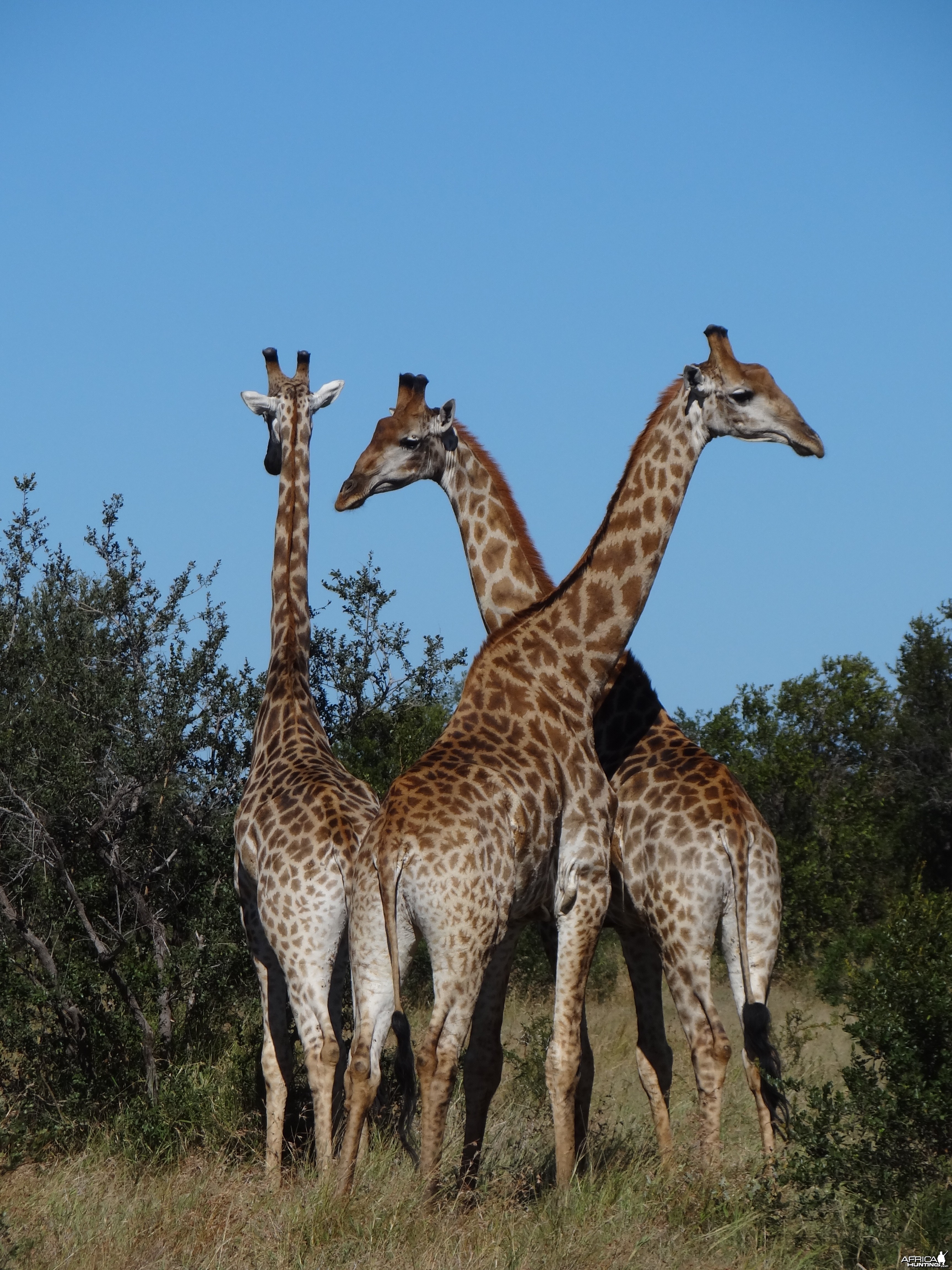 Giraffe