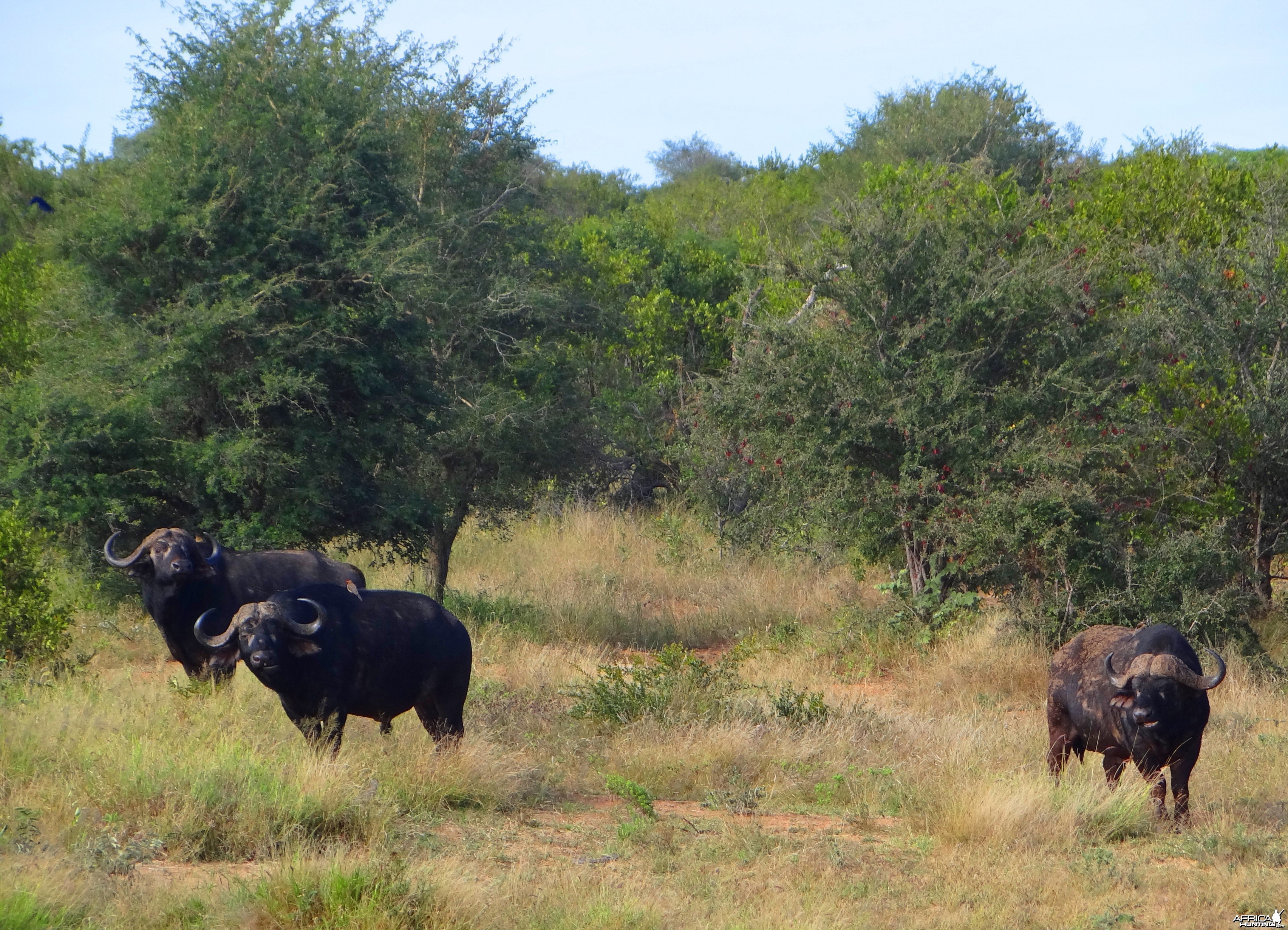 Buffalo