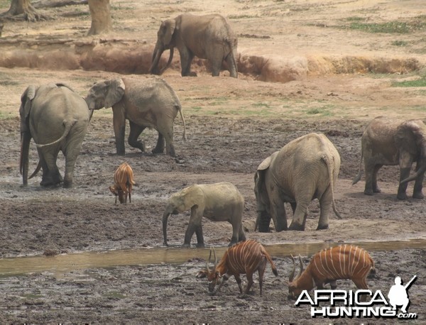 Forest Elephant and Bongo