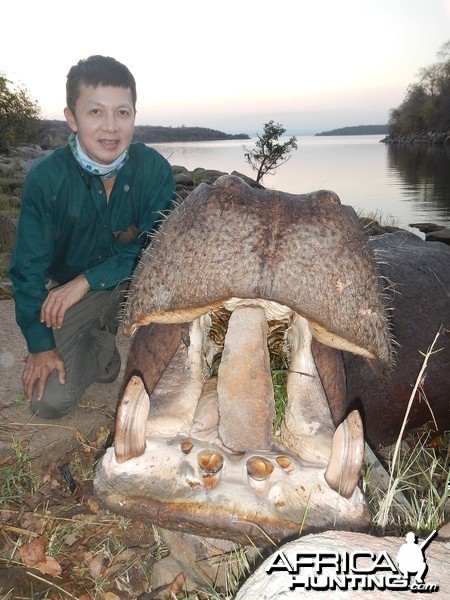 First hippo - Zimbabwe October 2013