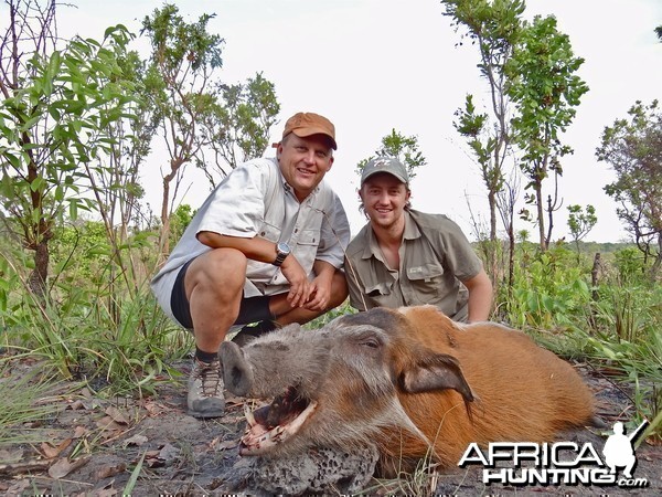 Red River Hog ~ Central African Republic