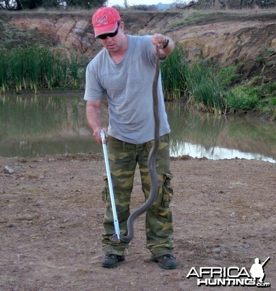 Mozambique Spitting Cobra