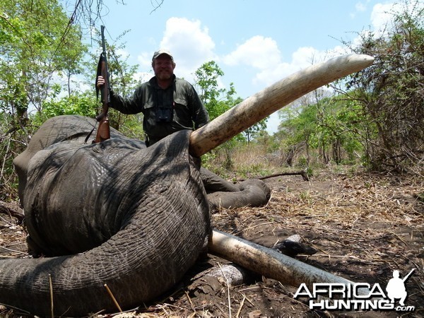 88 lbs Mozambique Elephant