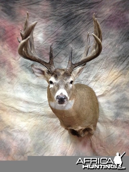 Taxidermy Whitetail