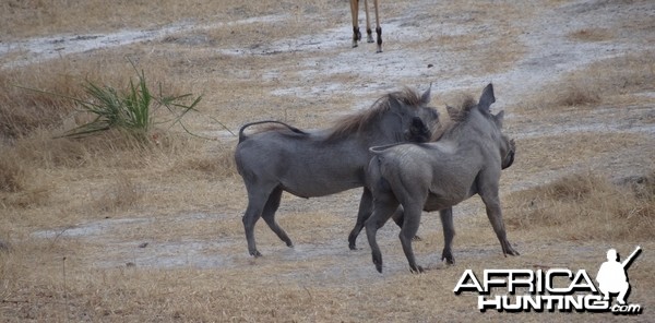 Warthog fight Tanzania