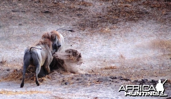 Warthog fight Tanzania