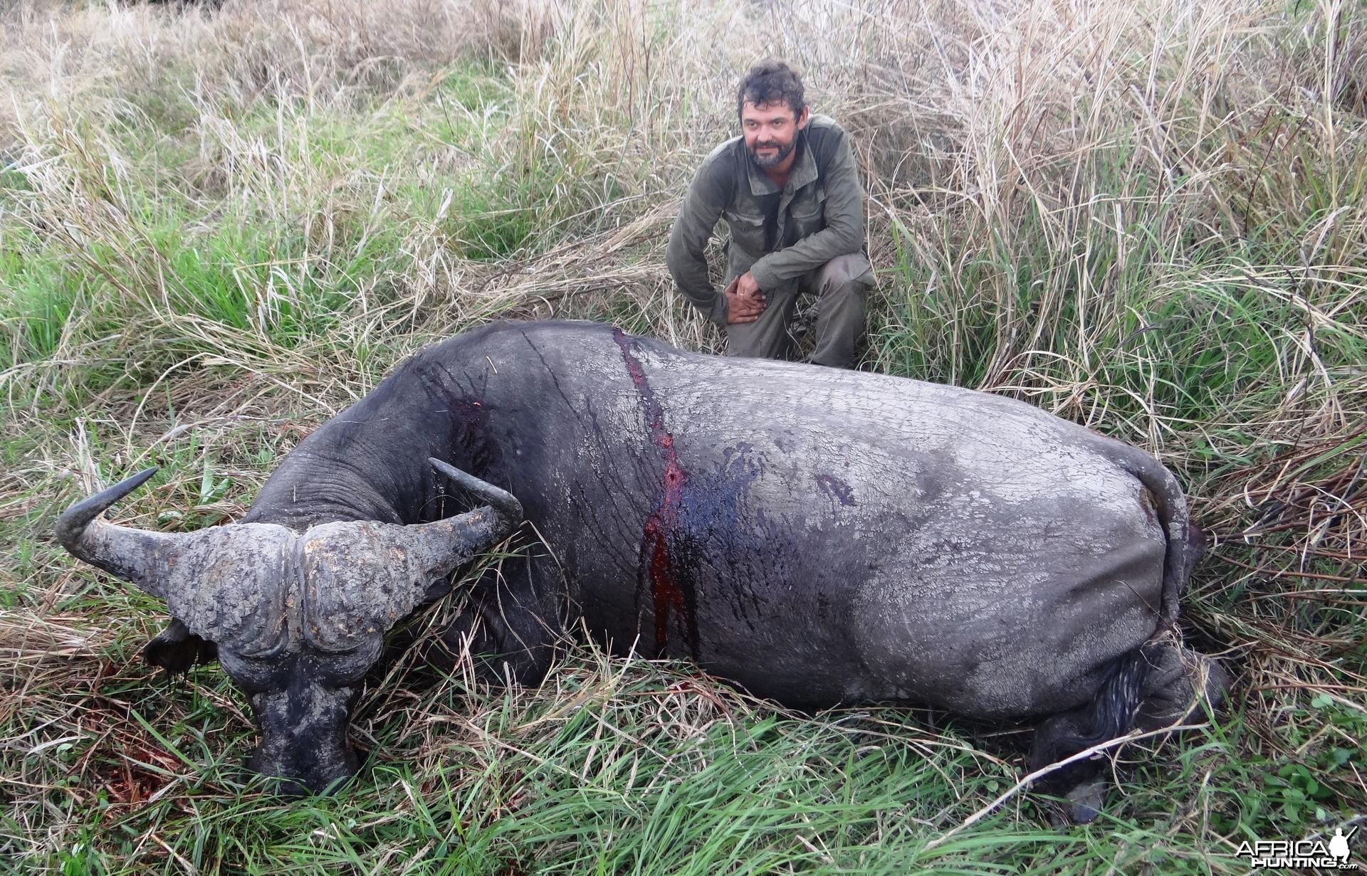 Buffalo Tanzania