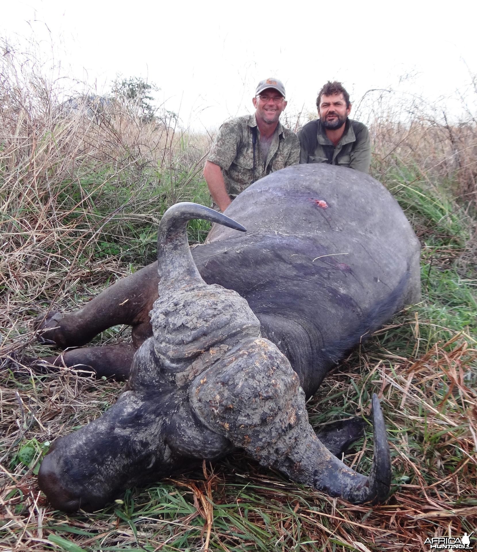 Buffalo Tanzania