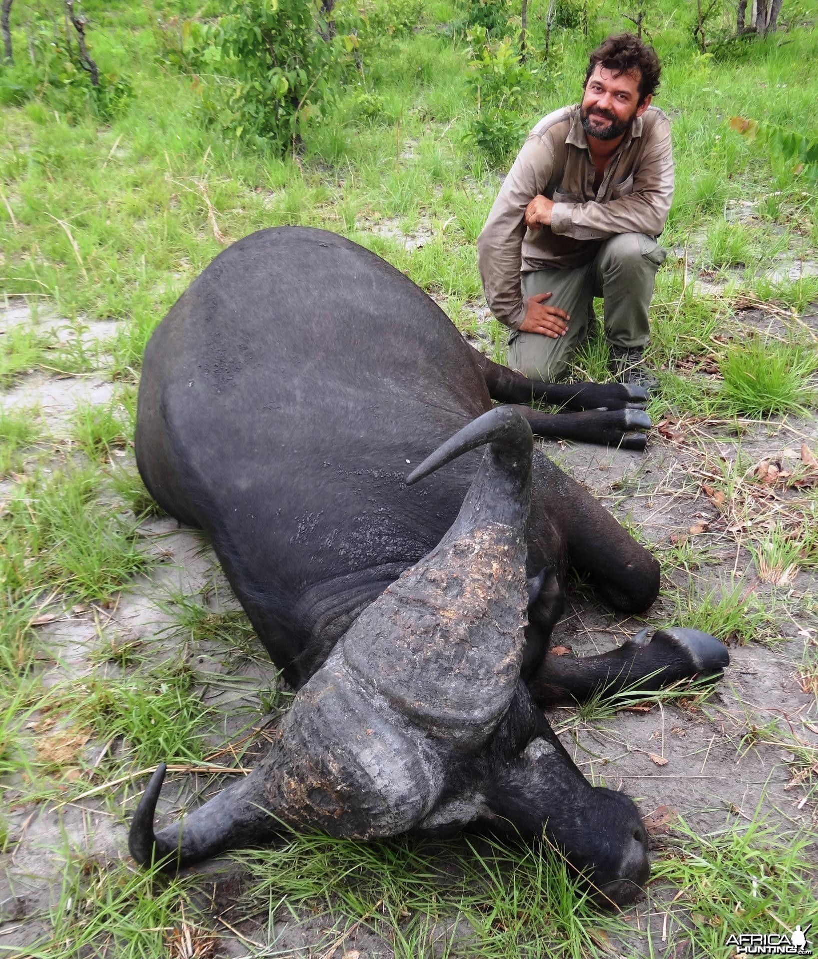 Buffalo Tanzania