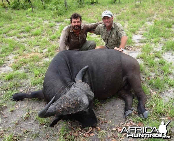 Buffalo Tanzania