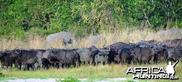 Buffalo Tanzania