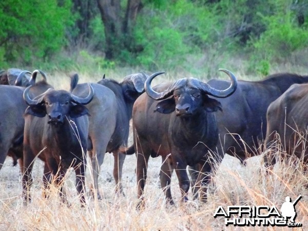 Buffalo Tanzania