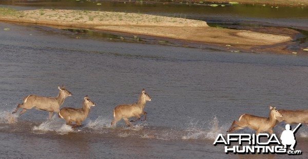 Selous Tanzania