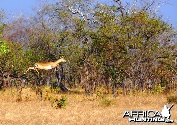 Impala Selous Tanzania