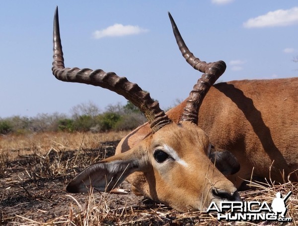 Impala Selous Tanzania