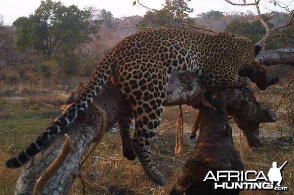 Leopard Tanzania