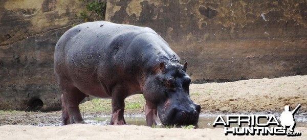 Hippo Tanzania