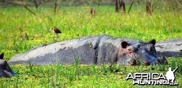 Hippo Tanzania