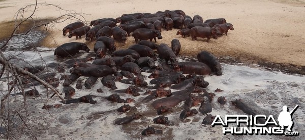 Hippo Tanzania