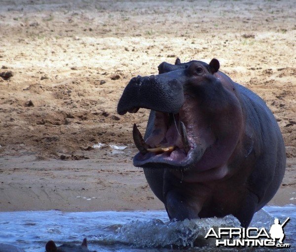 Hippo Tanzania