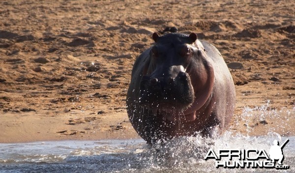 Hippo Tanzania