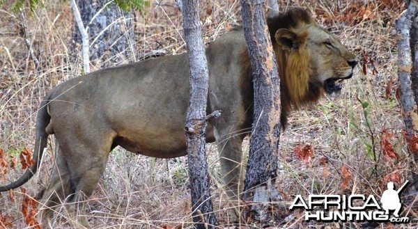 Lion Tanzania