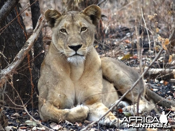 Lion Tanzania