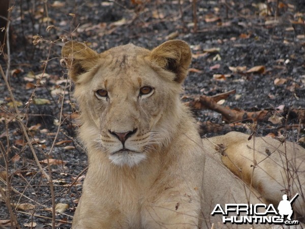 Lion Tanzania