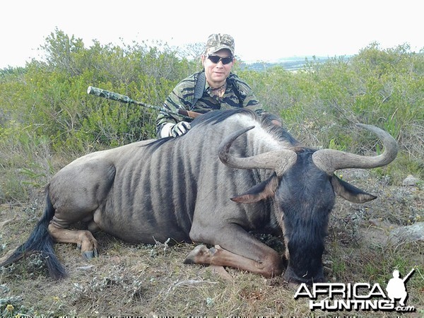 Blue Wildebeest hunt with Wintershoek Johnny Vivier Safaris