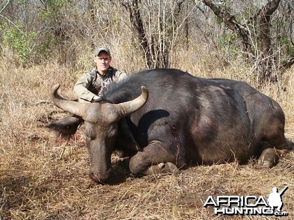 Cape Buffalo Cow South Africa