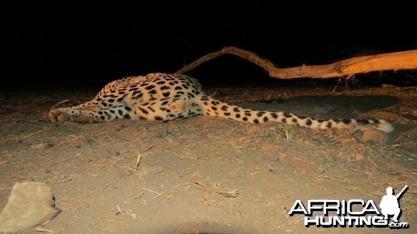Male Leopard Genitals