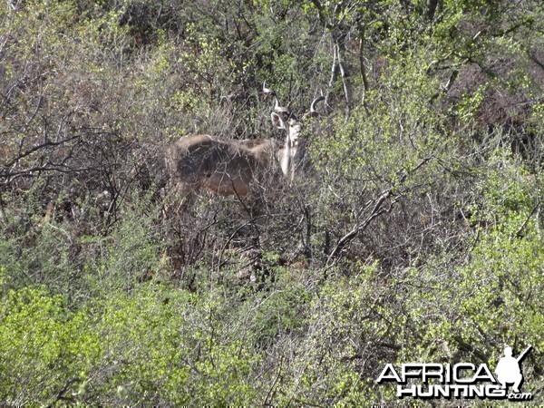 Greater Kudu Namibia