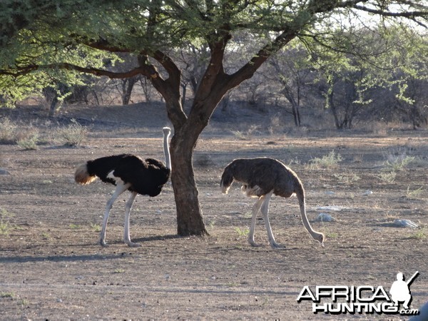 Ostrich Namibia