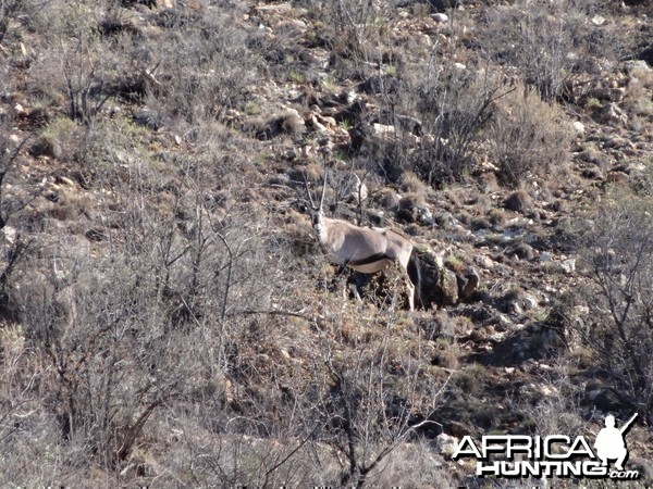 Gemsbok Namibia