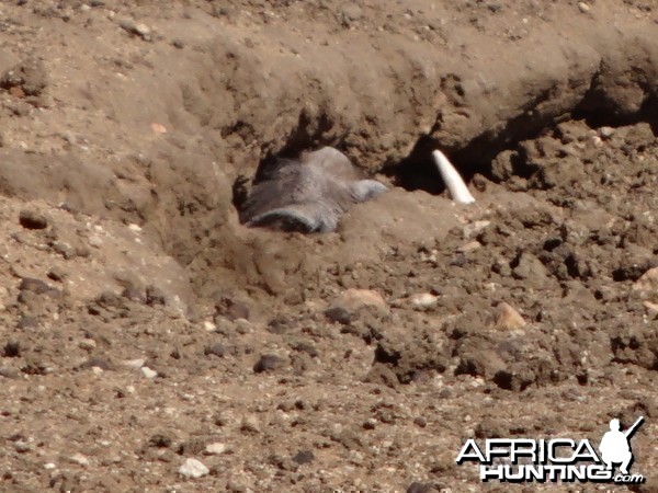 Warthog in hole Namibia
