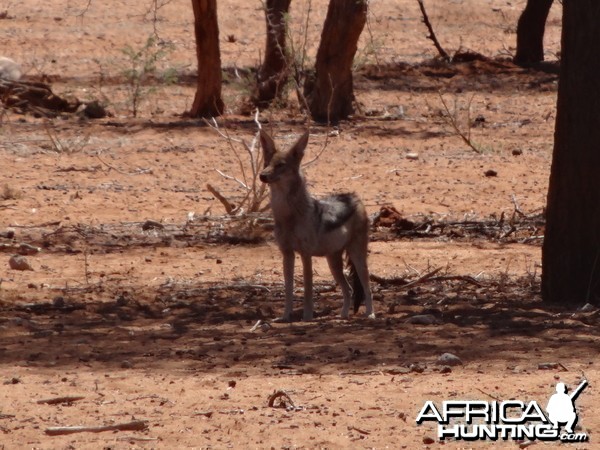 Black-Backed Jackal Namibia