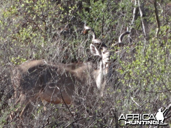 Greater Kudu Namibia