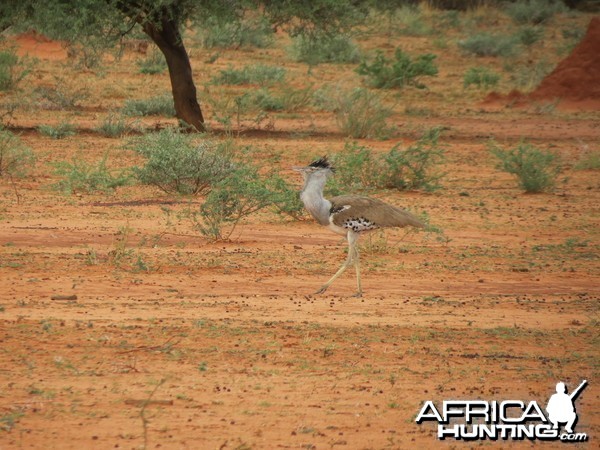 Kori Bustard Namibia