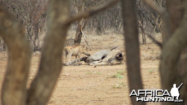 Warthog Namibia